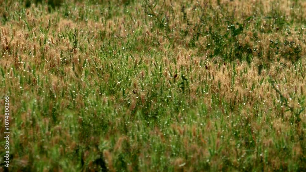 Dew on grass in a cloudy morning. Slow motion 4K Dew on grass in a cloudy morning. Slow motion 4K