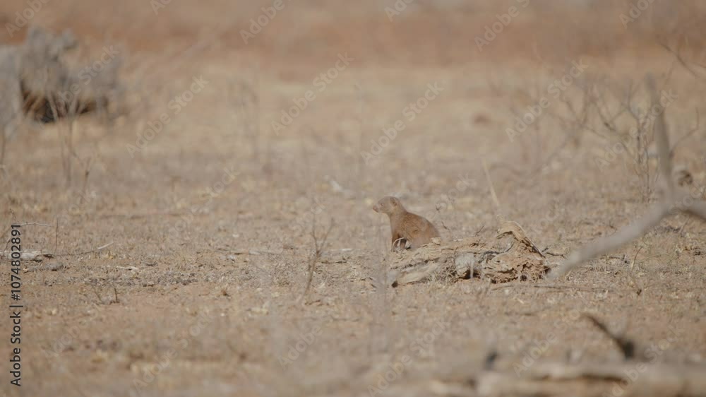 Rearview of Dwarf mongoose looking around and darting head to the side as it runs away, telephoto compression Rearview of Dwarf mongoose looking around and darting head to the side as it runs away, telephoto compression