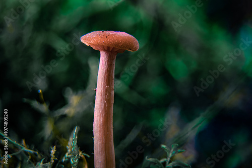 Hidden dangers: a small brown-capped mushroom nestled in mossy forest floors