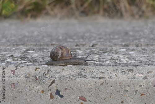 Gefleckte Weinbergschnecke