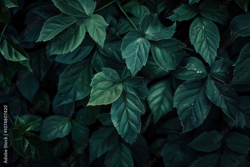 Green leaf plants in garden creating natural environment. Green leaf plants in garden creating natural environment.
