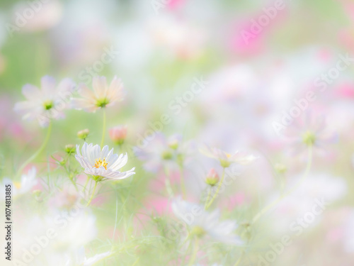 秋の公園や花壇を彩るコスモスのある風景。背景。自然風景素材。