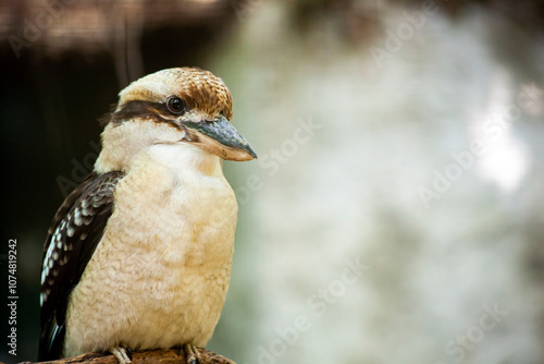 Kookaburra bird sitting on a branch