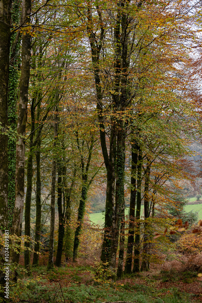 Autumn woods with leaves turning colour ready to fall. Autumn woods with leaves turning colour ready to fall.
