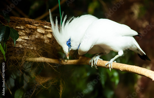 Couple of bali myna birds perched on branch