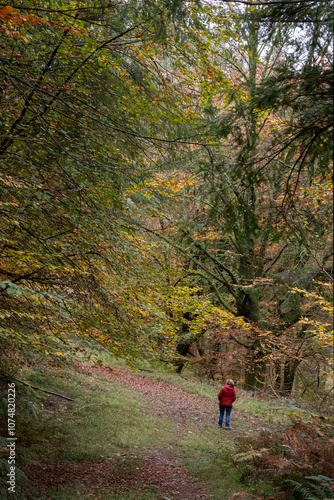 Autumn woods with leaves turning colour ready to fall.