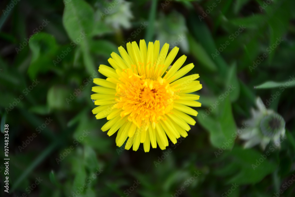 a yellow dandelion flower is in the grass top view a yellow dandelion flower is in the grass top view