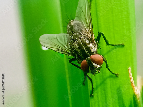 hominivorax, the New World screw-worm fly, or screw-worm for short, is a species of parasitic fly that is well known for the way in which its larvae (maggots) eat the living tissue.