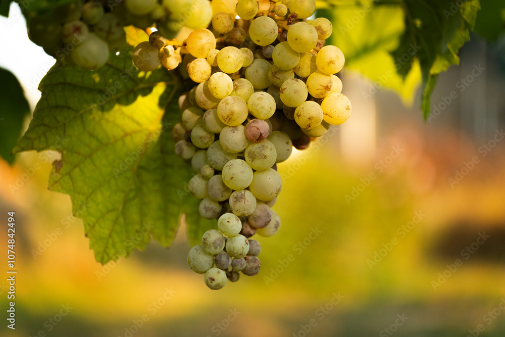 Fototapeta premium Grapes illuminated by the soft sun