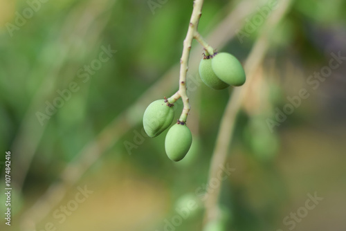 little mango flower on mango tree