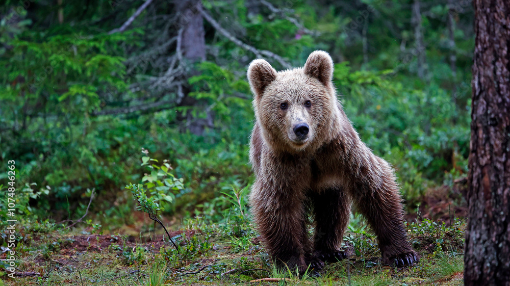 Brown bears in the Taiga forests of Finland Brown bears in the Taiga forests of Finland