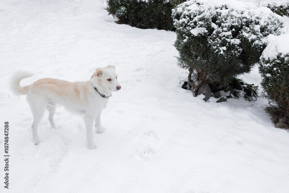 an energetic, contented white dog stands on the snowy ground on a walk in the park. The joy of pets in nature in winter an energetic, contented white dog stands on the snowy ground on a walk in the park. The joy of pets in nature in winter