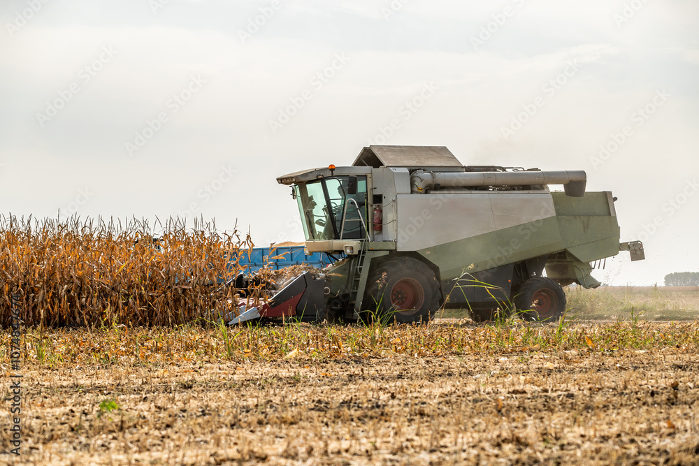 Naklejka premium Combine harvester at work in a dry corn field under a cloudy sky