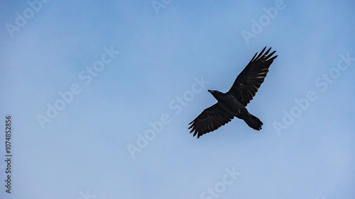 翼を広げたワタリガラス　野鳥 photo