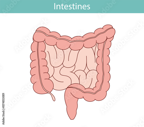 anatomical illustration of the rectum, appendix, small intestine in cartoon style.