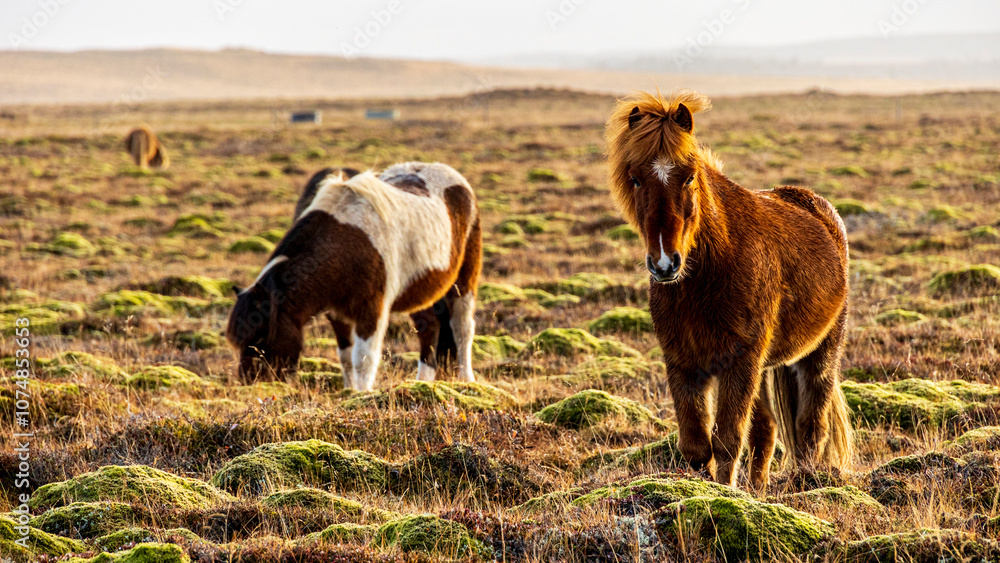 Fototapeta premium こちらを見るアイスランディックホース