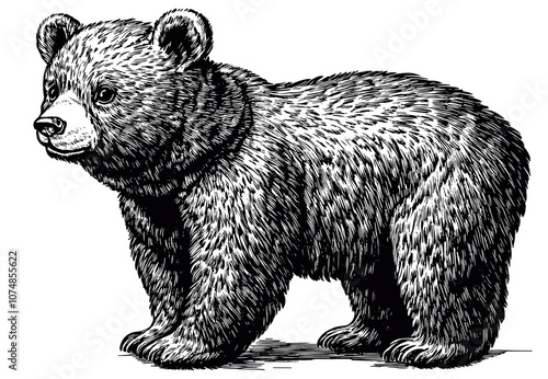 Cuddly Bear Cub Detailed Vintage Engraving Illustration on White Background with Intricate Texture Classic Wildlife Antique Style Adorable Baby Bear Graphic Vintage Nature Design