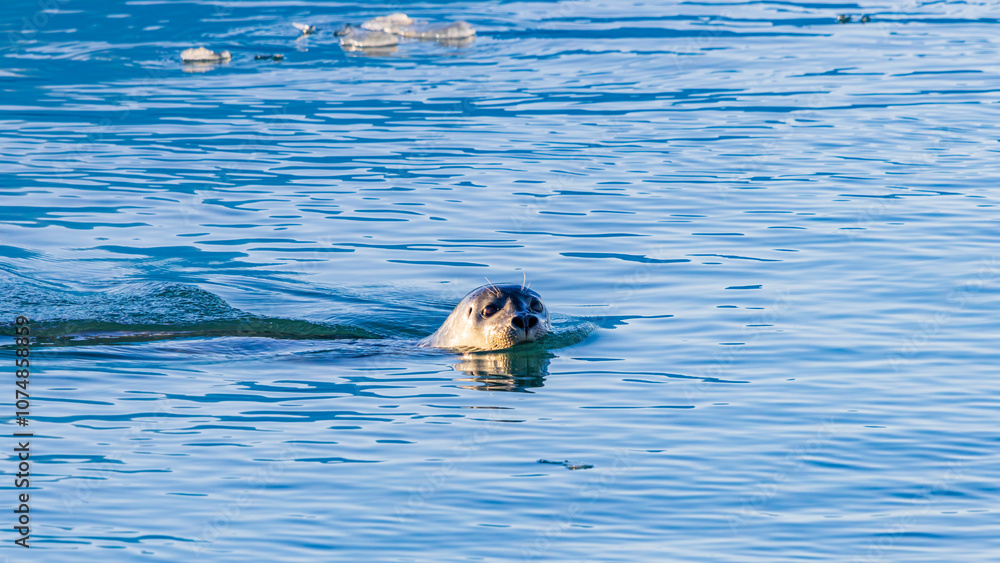 Fototapeta premium ヨークルスアゥルロゥンのアザラシ アイスランド
