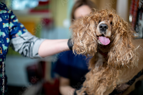 A Cocker Spaniel is being groomed with love and utmost care by a skilled professional groomer