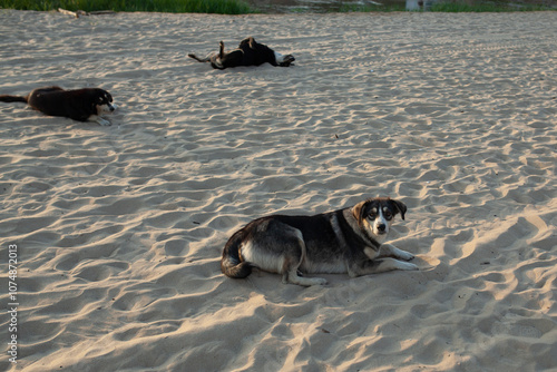 A pack of stray dogs relax on the beach by the sea