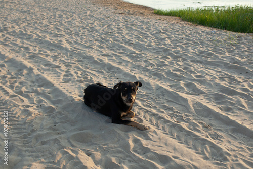 A homeless dog is resting on the seashore