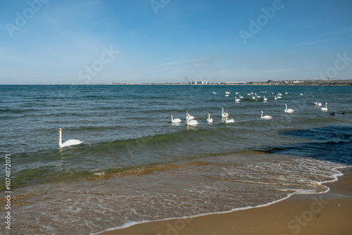 A flock of swans swims near the seashore