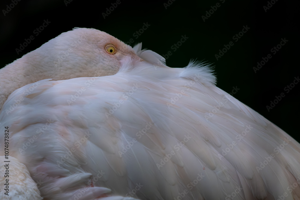 Flamingo hid his head in the feathers in close-up. Flamingo hid his head in the feathers in close-up.