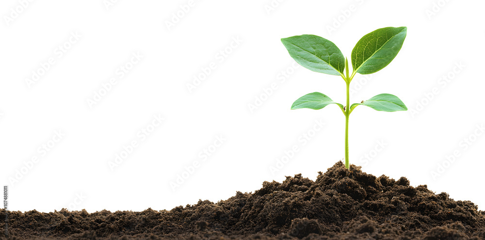 A small green sprout emerges from dark soil, symbolizing new life and growth. A small green sprout emerges from dark soil, symbolizing new life and growth.