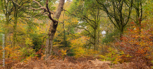 Panorama of Autumn Colours