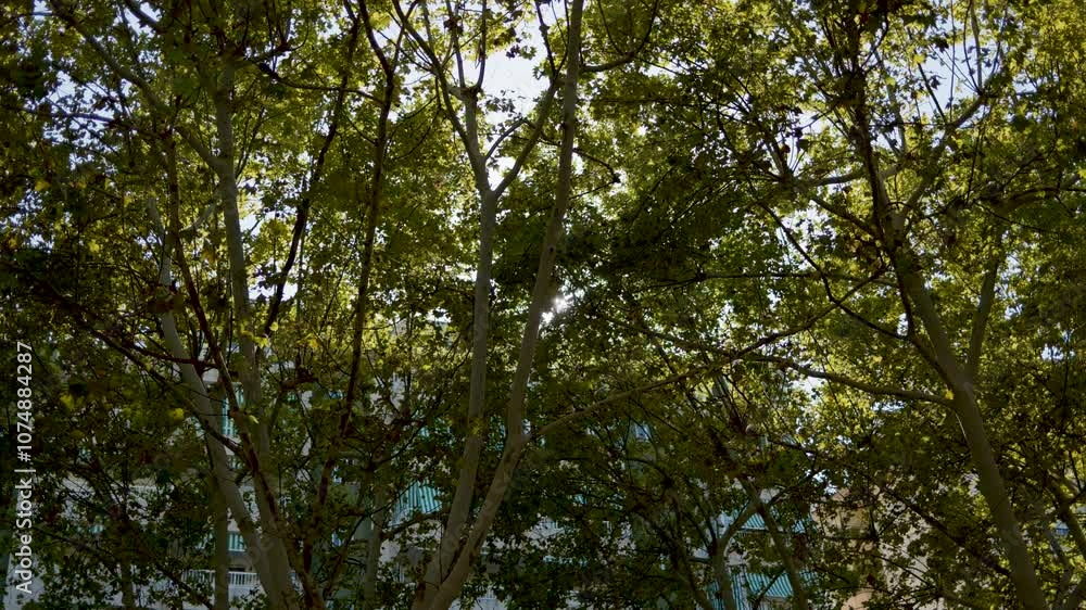 Sunlight peeks through lush green trees creating a warm and serene natural view Sunlight peeks through lush green trees creating a warm and serene natural view