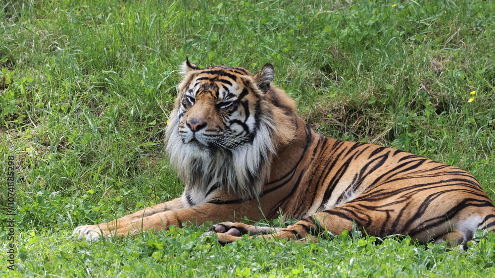 Obraz premium Sumatran Tiger Laying in the Grass Taking in the Sun