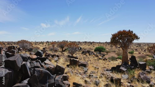 Aerial view of quiver tree forest in Keetmanshoop of Namibia, Africa photo