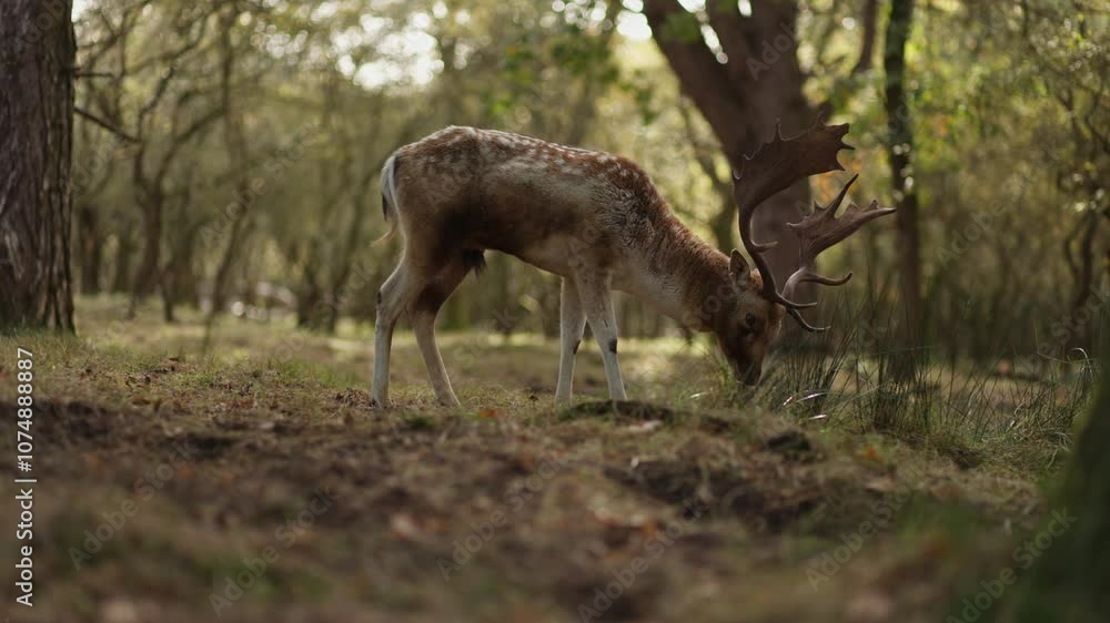 Side view portrait of spotted European fallow deer buck grazing in forest Side view portrait of spotted European fallow deer buck grazing in forest
