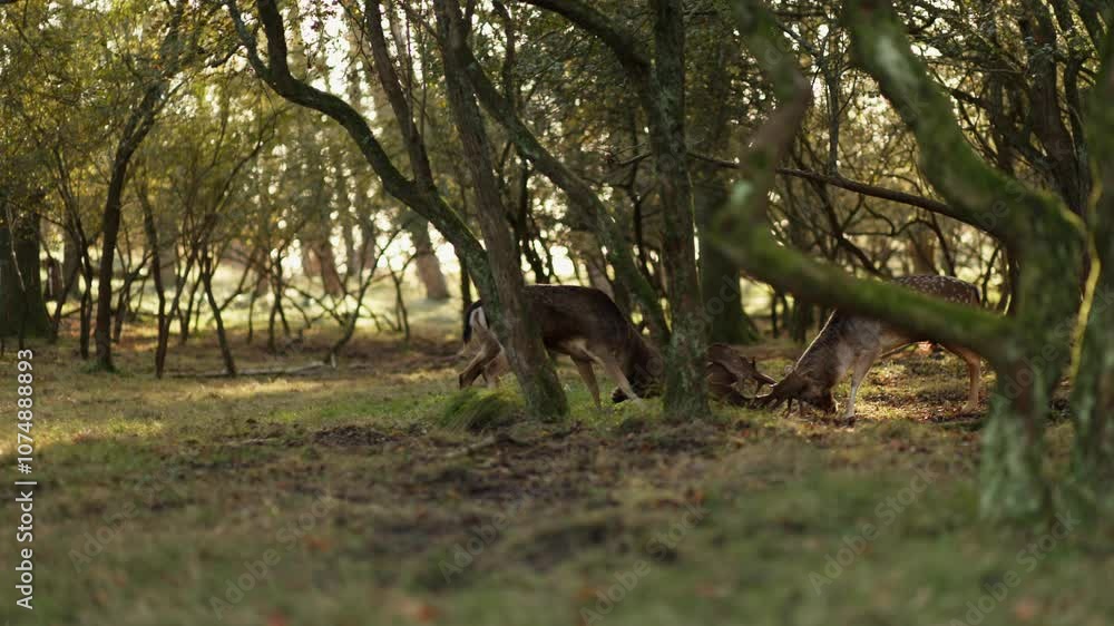 European fallow deer bucks lock horns at rutting season in forest at golden hour European fallow deer bucks lock horns at rutting season in forest at golden hour