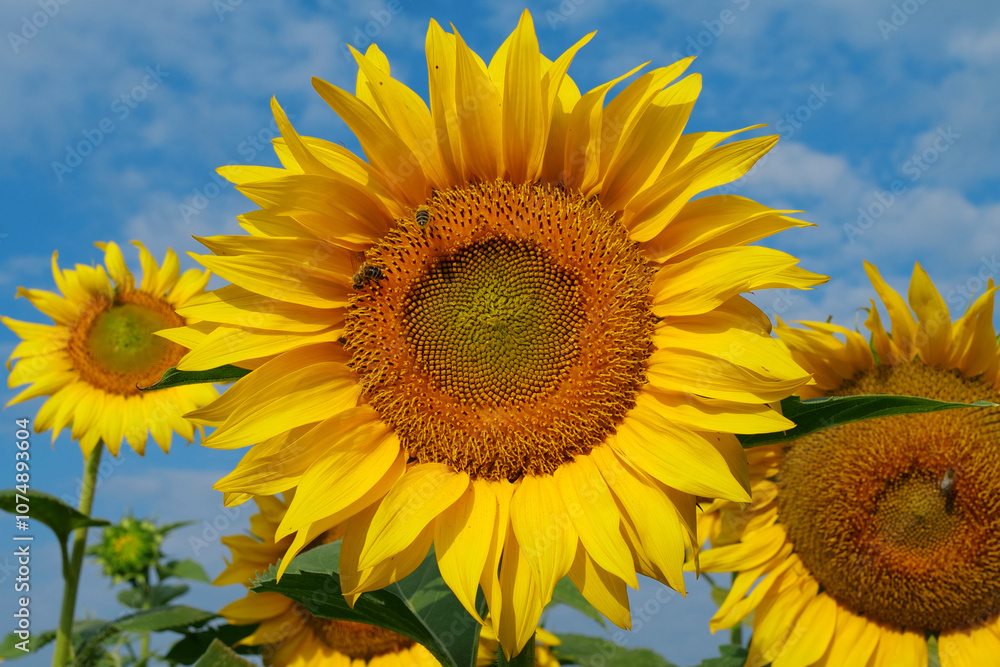 On the field of sunflowers little working bees sits on the sunflower On the field of sunflowers little working bees sits on the sunflower