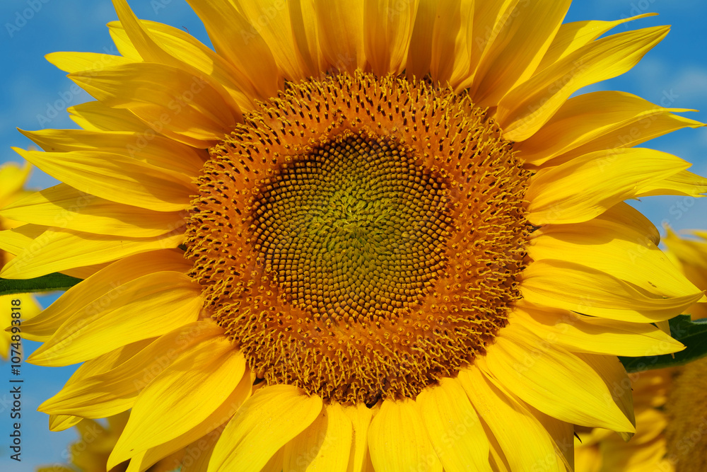 Field of beautiful yellow sunflowers Field of beautiful yellow sunflowers