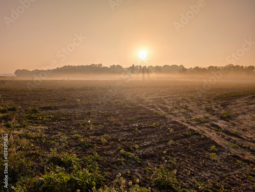 view, landscape, morning, autumn, fog, agriculture, sun, plants,