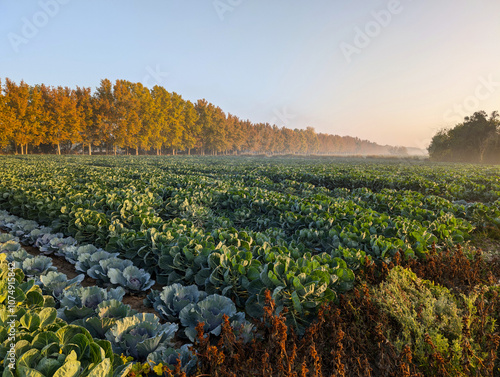 view, landscape, morning, autumn, fog, agriculture, sun, plants,