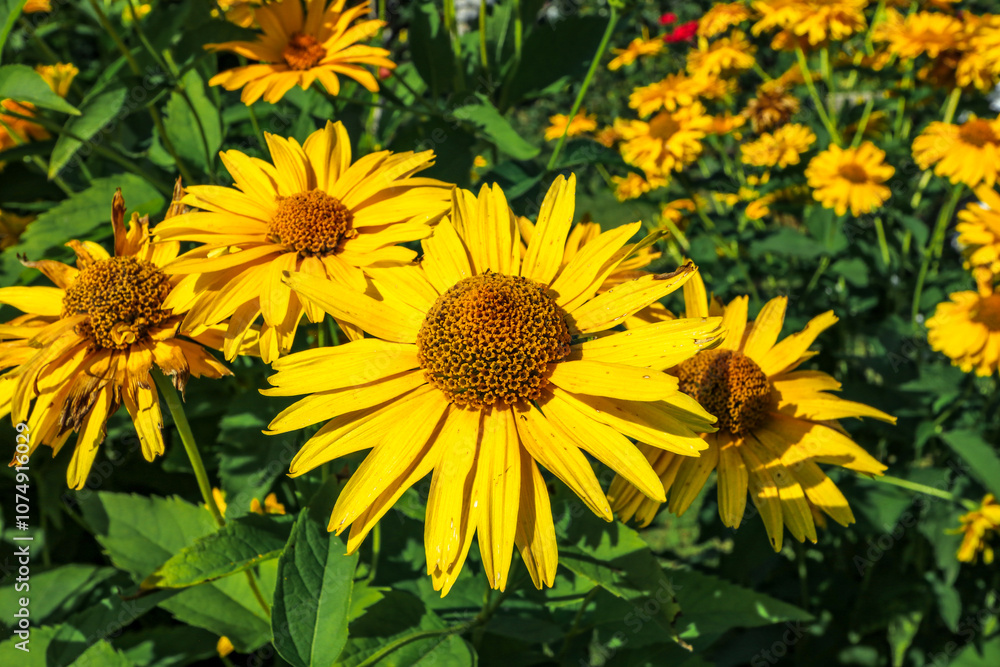 Yellow wildflowers pollinated by bees Yellow wildflowers pollinated by bees