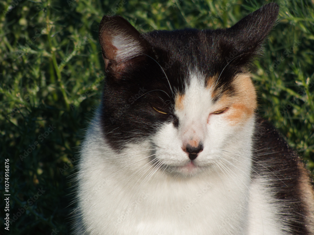 cat, domestic, animal, mammal, spotted, portrait, grass, plants, cat, domestic, animal, mammal, spotted, portrait, grass, plants,