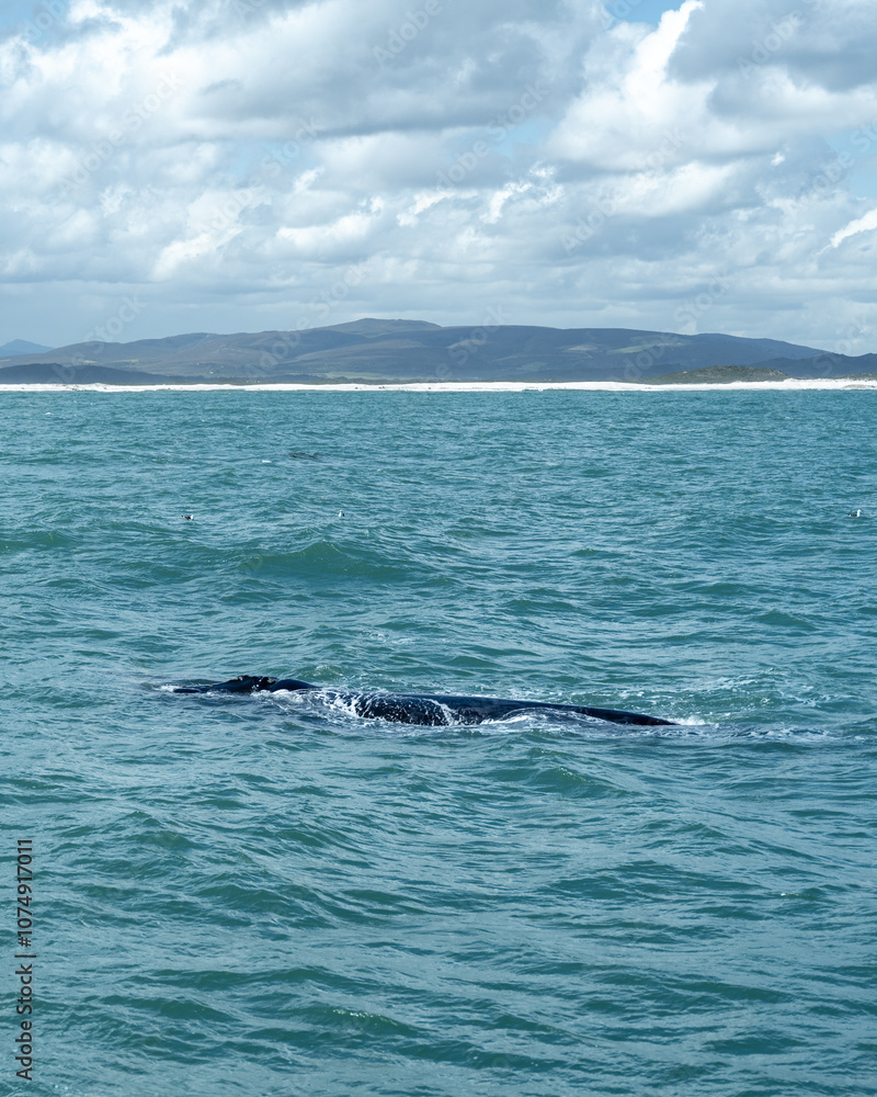 Whale Breaching the Surface in Gansbaai, South Africa Whale Breaching the Surface in Gansbaai, South Africa