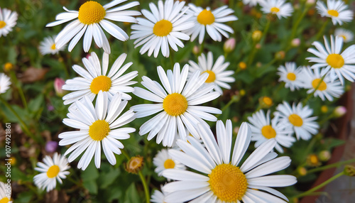 daisies in a field