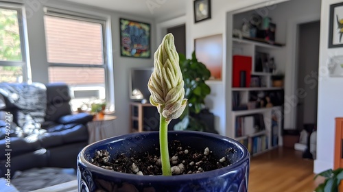 Budding Imagination: A seedling with a tiny bud. The promise of blossoms—the fruition of ideas. 