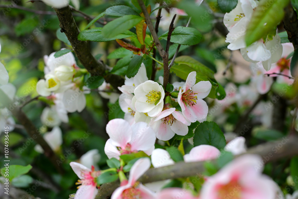 Pink quince flower with green leaves