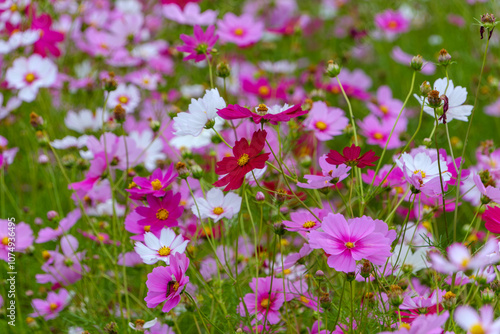 Vibrant Field of Cosmos Flowers in Bloom