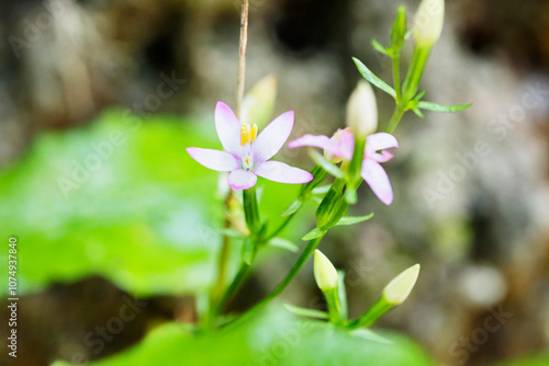 Pink flowers  of centaurium erythraea photo