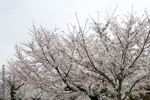 Wallpaper Mural The cherry blossoms in the park are in bloom Torontodigital.ca