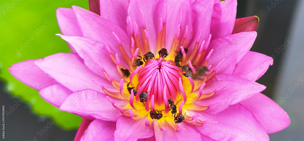 Close-up shot of dozens of stinging bees swarming with yellow+pink lotus pollen. Photography background. Close-up shot of dozens of stinging bees swarming with yellow+pink lotus pollen. Photography background.