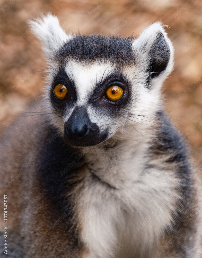 Obraz premium Ring tailed Lemur