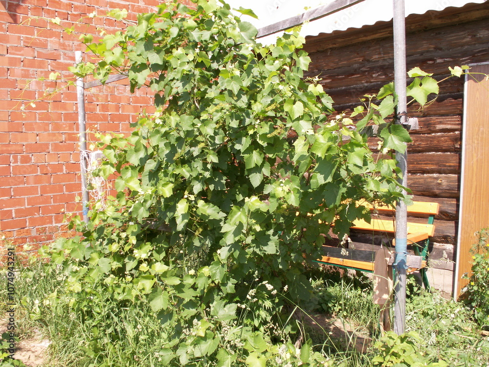 Grape bushes near the house Grape bushes near the house